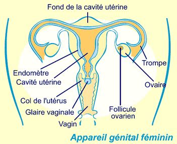 taille d un vagin|Vagin : tout savoir sur cet organe de l’appareil génital féminin